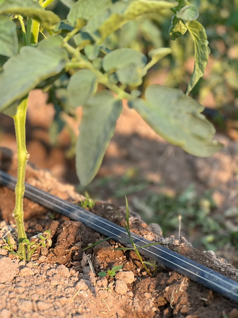Drip irrigation system at Kaptai Farms