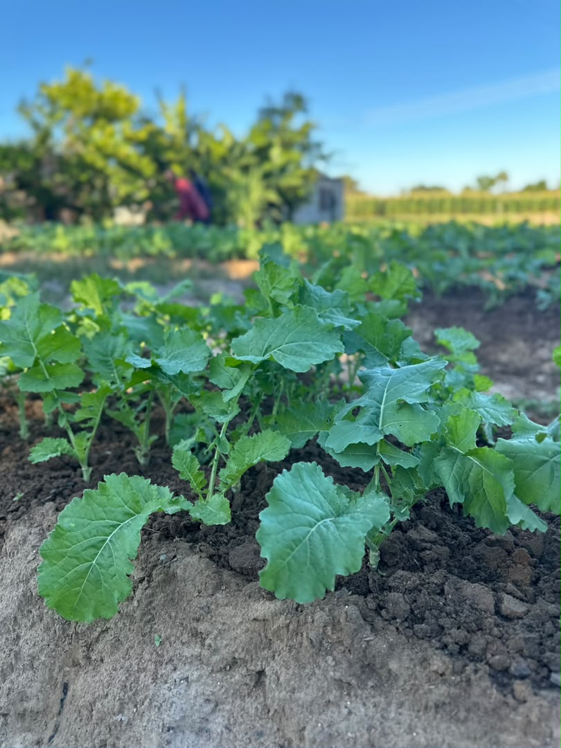 Kaptai Farms young vegetable plants