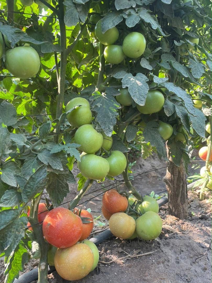 Tomato care at Kaptai Farms
