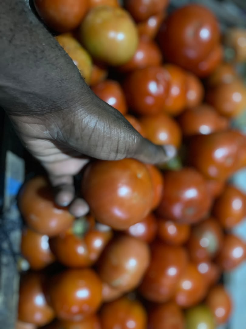 Tomato inspection at Kaptai Farms