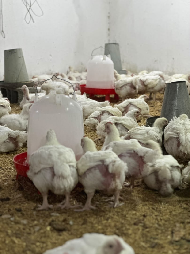 Broiler chickens at feeders in Kaptai poultry house
