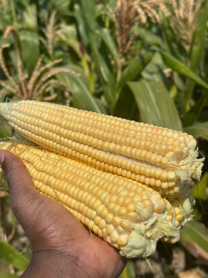 Maize crop at Kaptai Farms