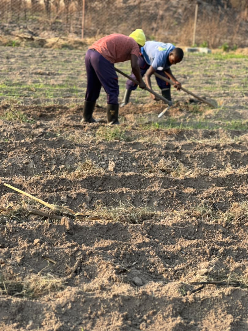 Farm workers in vegetable field at Kaptai Farms