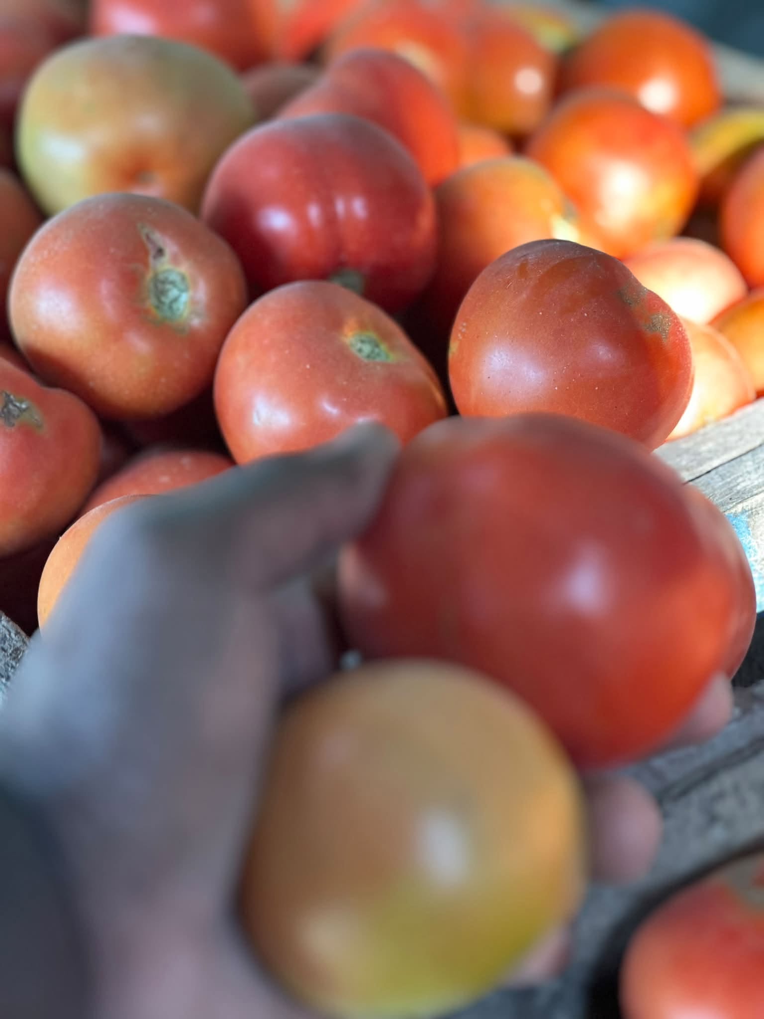 Fresh tomatoes at Kaptai Farms