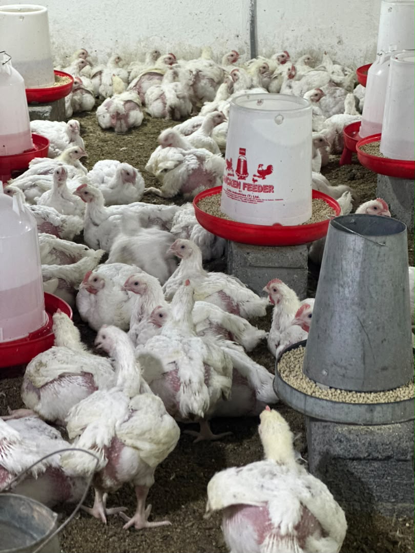 Poultry house at Kaptai Farms