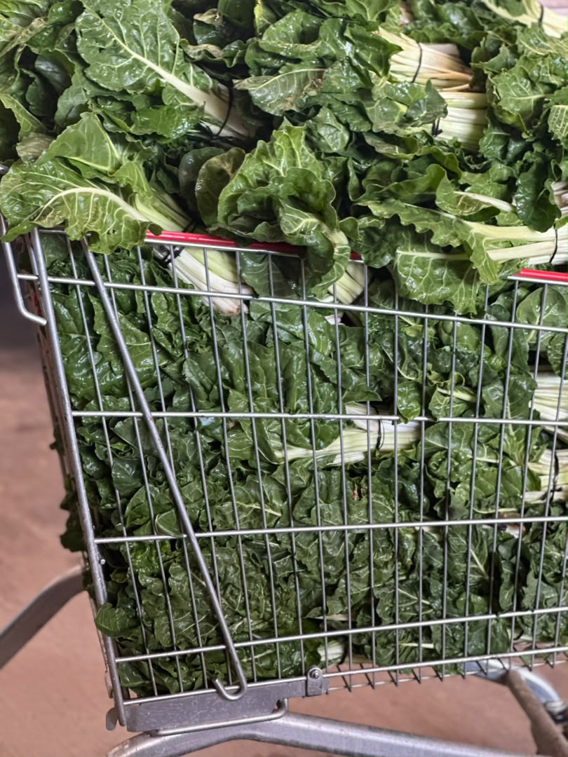 Spinach bundles at Kaptai Farms