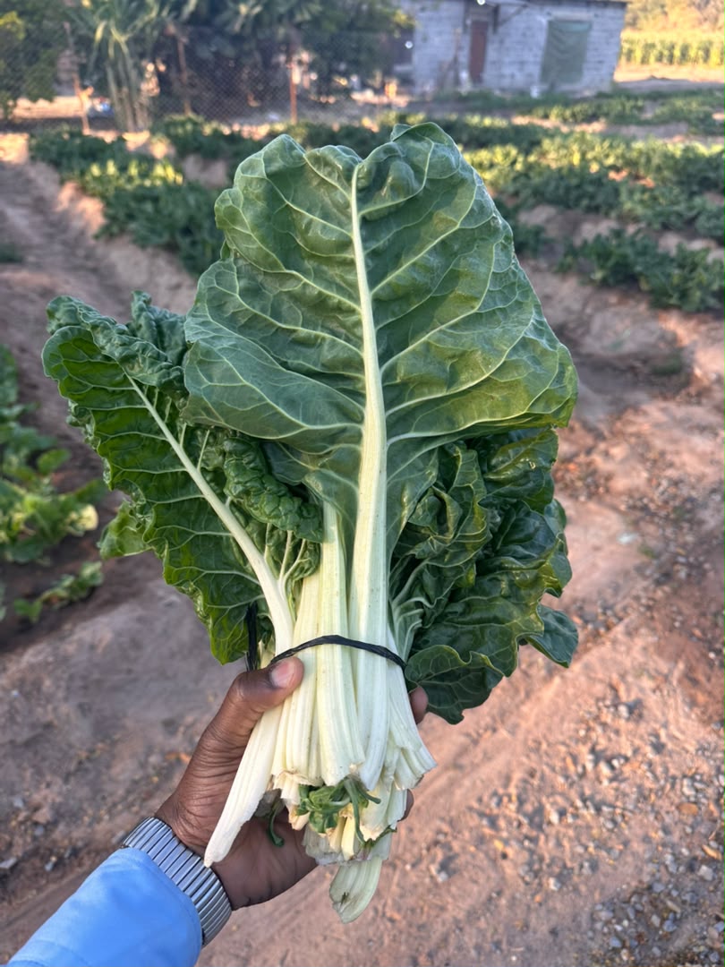 Fresh spinach harvested at Kaptai Farms