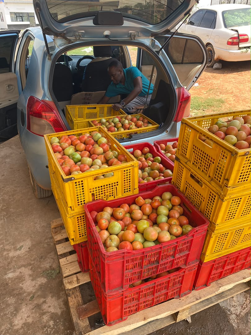 Ripe tomatoes from Kaptai Farms field