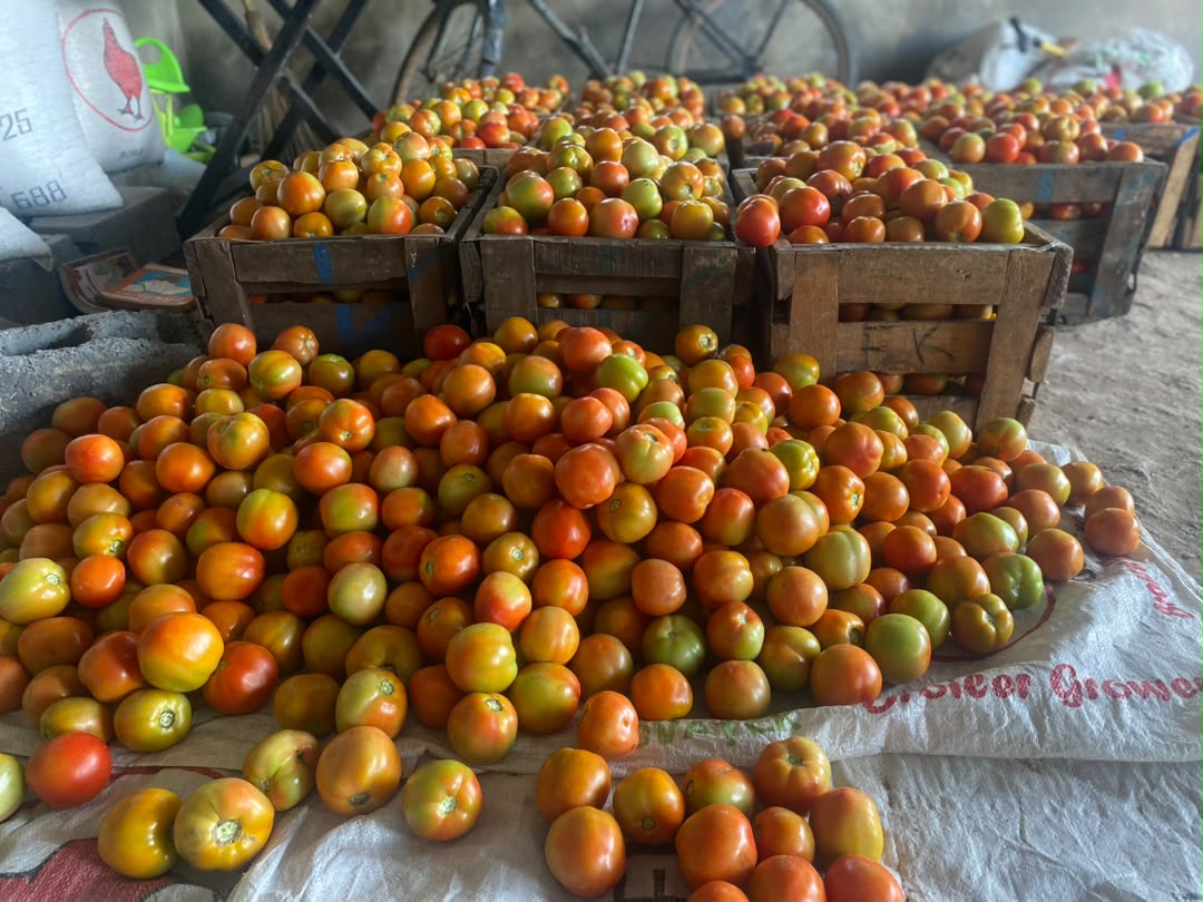 Tomatoes packed for delivery at Kaptai Farms