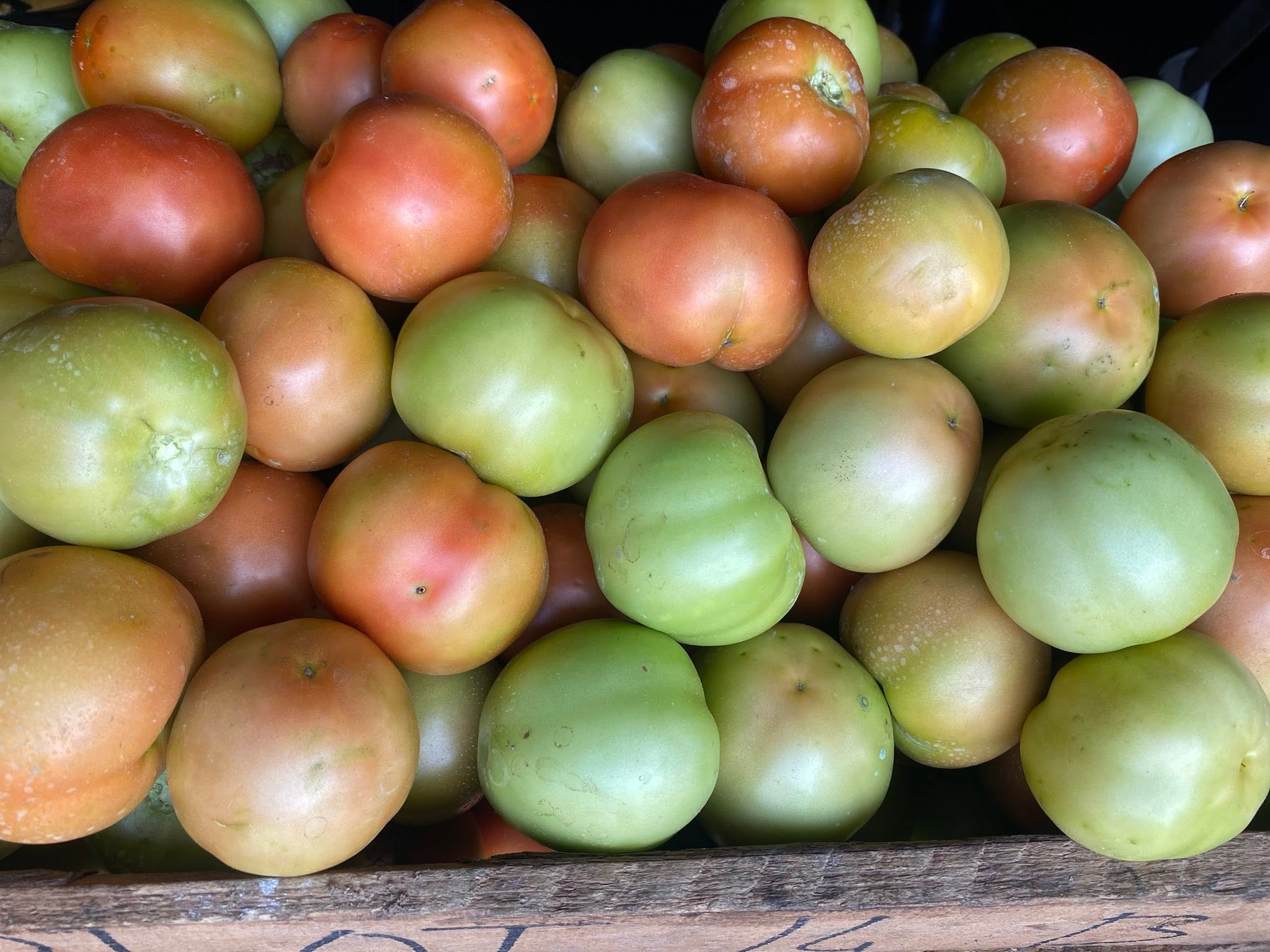 Green and ripe tomatoes from Kaptai Farms