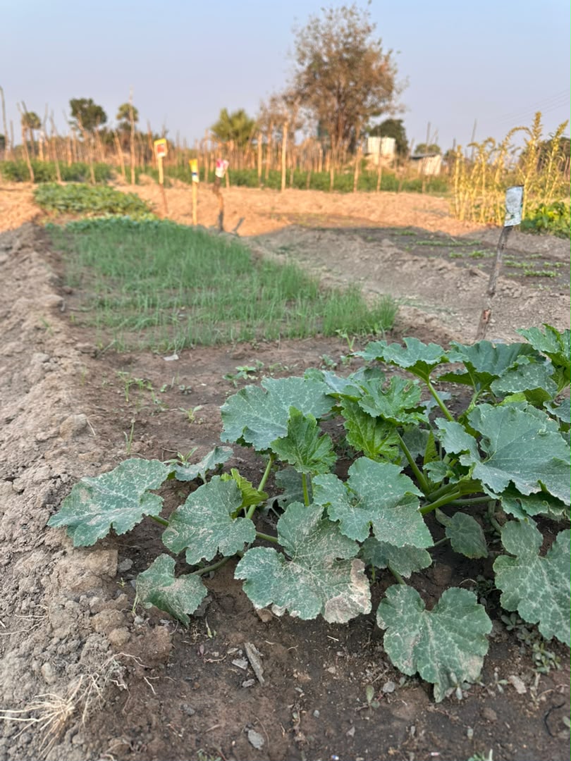 Crop variety at Kaptai Farms