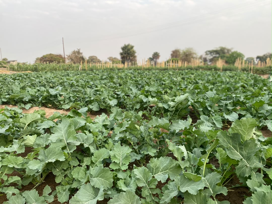 Mix of fresh vegetables from Kaptai Farms